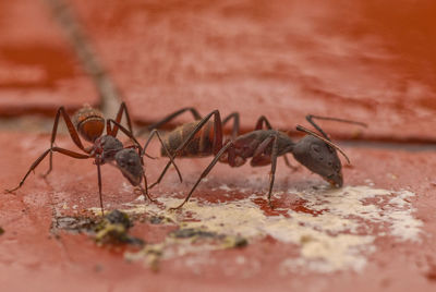 Close-up of ants on red surface