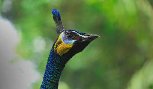 Close-up of peacock