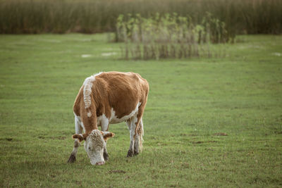 Sheep grazing in a field