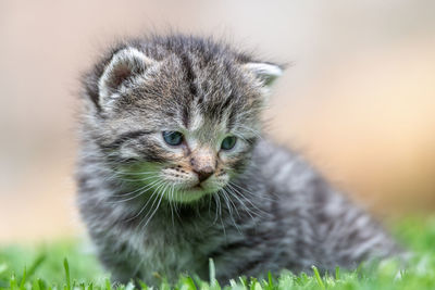 Close-up of tabby kitten