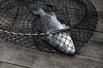 Close-up of fish in net