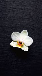 Close-up of flower against black background