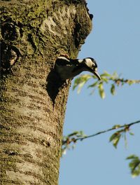 Low angle view of butterfly perching on tree against sky