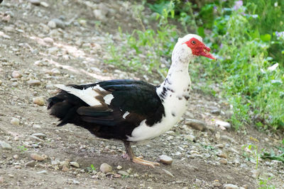 Close-up of a bird on field