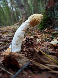 Close-up of mushroom growing on field