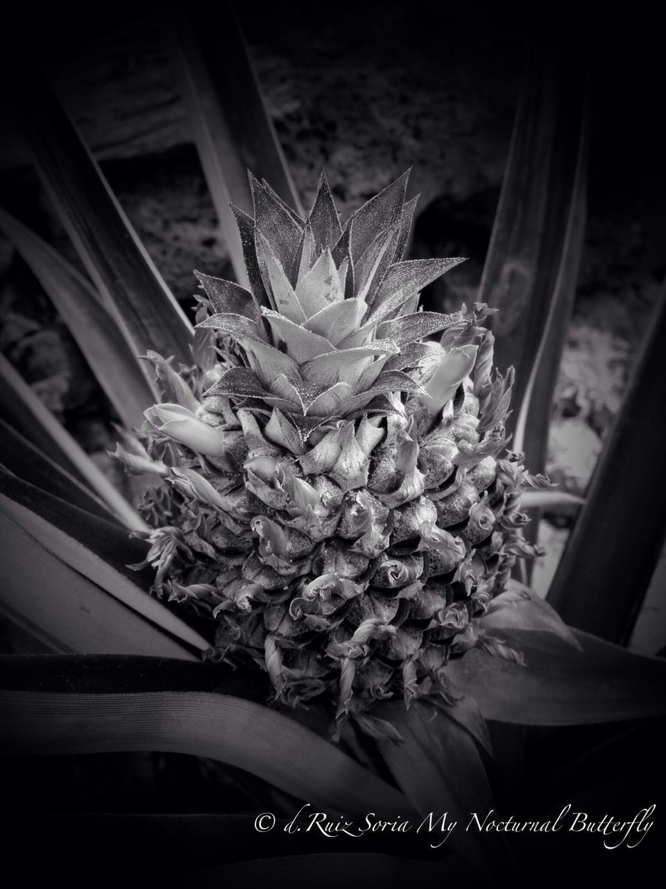 flower, indoors, close-up, potted plant, freshness, growth, plant, home interior, window, decoration, no people, fragility, nature, bouquet, day, flower head, petal, house, high angle view, bunch of flowers