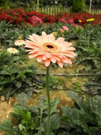 Close-up of flower blooming outdoors