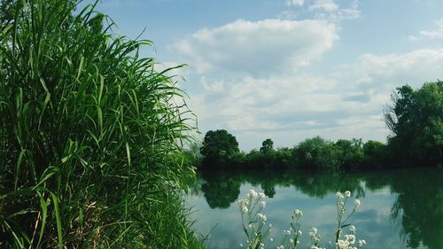 Reflection of trees in lake
