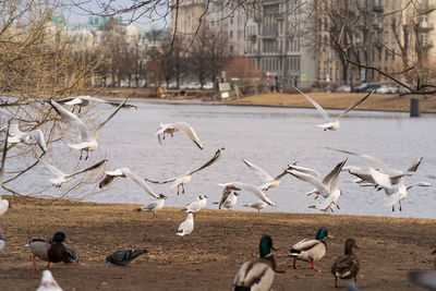 Flock of birds in the winter