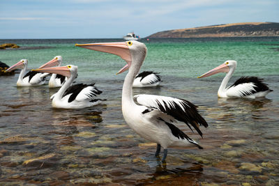 Pelicans in sea against sky