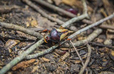 High angle view of insect on land