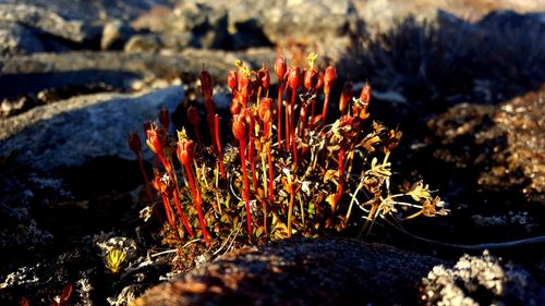 Close-up of plants on field