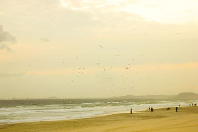 Birds flying over beach against sky during sunset