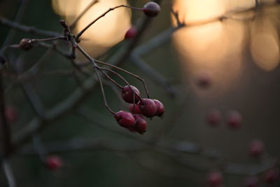 Close-up of berries growing on plant