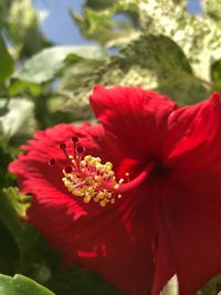 Close-up of red hibiscus flower