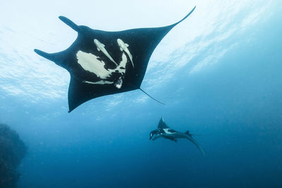 Stingrays swimming underwater