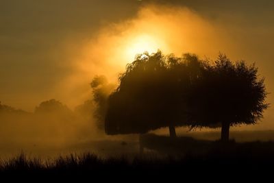 Silhouette trees on field at sunset