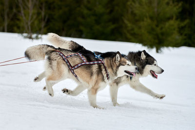 View of a dog on snow covered field