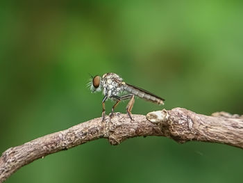 Close-up of insect on branch