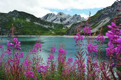 View of plants growing in lake against mountains