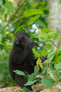 Monkey sitting on a tree