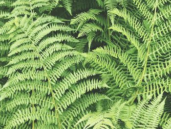 Full frame shot of fern leaves