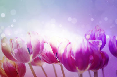 Close-up of pink flowers