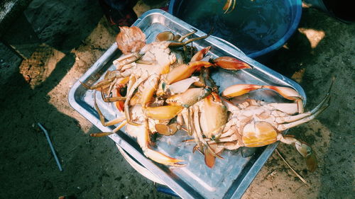 High angle view of crab in container