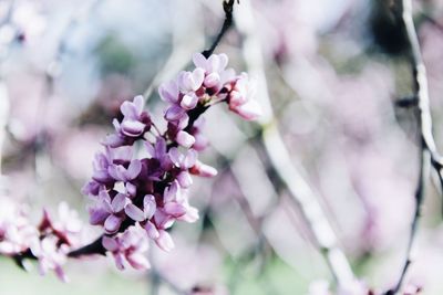 Close-up of pink flowers