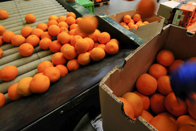 The logistics and packaging of orange fruits in a warehouse