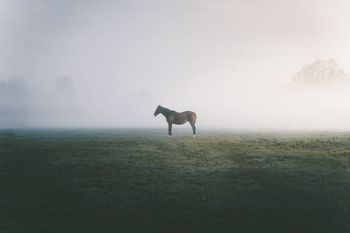 Side view of horse standing on field against fog