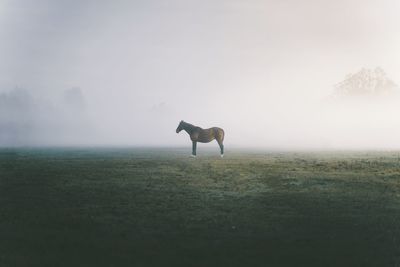 Side view of horse standing on field against fog