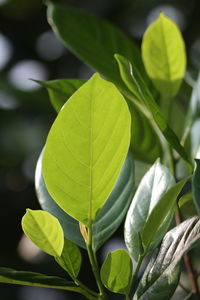 Close-up of green leaves