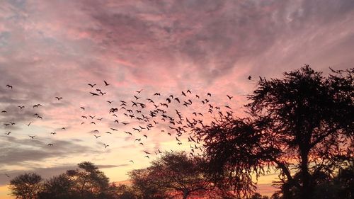 Low angle view of silhouette birds flying against sky