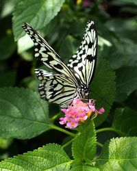 Close-up of butterfly on leaf