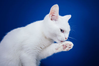 Close-up of white cat against blue background