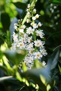 Close-up of insect on flower tree