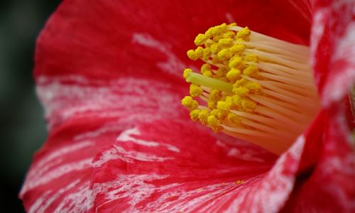 Close-up of red flowers