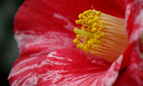 Close-up of red flower