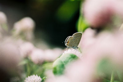 Close-up of butterfly pollinating on flower