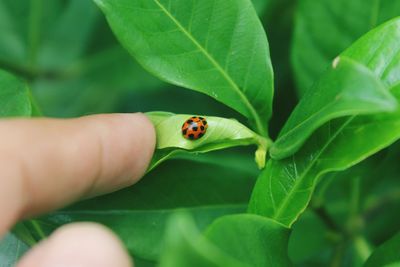 Close-up of ladybug on leaf