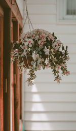 Flowering plant by window at home