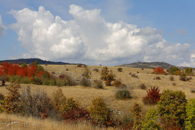 Scenic view of field against sky