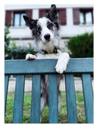 Portrait of dog on fence