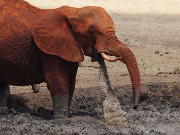 Close-up of elephant standing on field