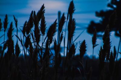 Low angle view of silhouette plants on field against sky