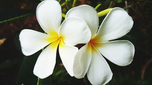 Close-up of frangipani blooming outdoors