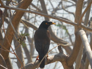 Low angle view of bird perching on branch