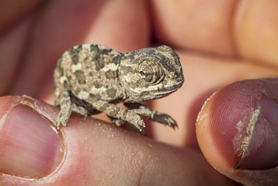 Close-up of hand holding small lizard