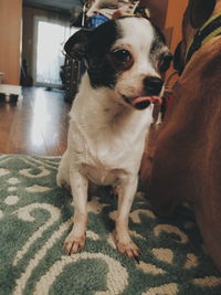 Close-up of dog at home